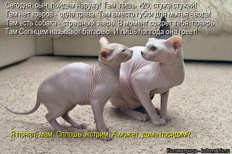 Котоматрица: Сегодня, сын, пойдем наружу! Там  лишь +20, стужа стужей! Там нет ковров - одна трава. Там вместо губки для мытья - вода! Там есть собака - страшны