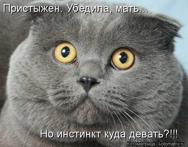 Котоматрица: Но инстинкт куда девать?!!! Пристыжен. Убедила, мать...