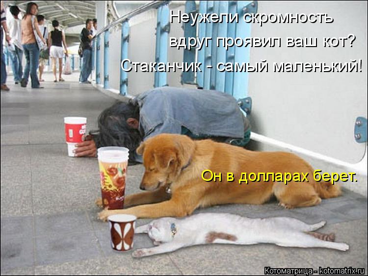 Он в долларах берет. Неужели скромность вдруг проявил ваш кот? Стаканчик - самый маленький!... Котоматрица: Он в долларах берет. Неужели скромность вдруг проявил ваш кот? Стаканчик - самый маленький!