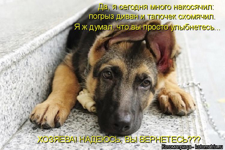 Котоматрица: Да, я сегодня много накосячил: погрыз диван и тапочек схомячил. Я ж думал, что вы просто улыбнетесь... ХОЗЯЕВА! НАДЕЮСЬ, ВЫ ВЕРНЕТЕСЬ???