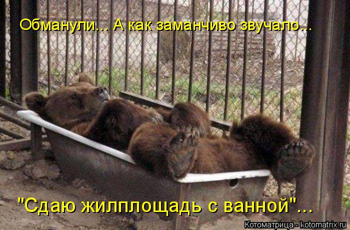 Котоматрица: Обманули... А как заманчиво звучало... "Сдаю жилплощадь с ванной"...