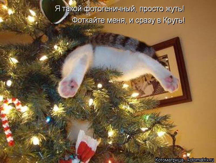Котоматрица: Я такой фотогеничный, просто жуть! Фоткайте меня, и сразу в Круть!