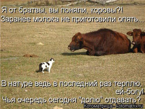 Котоматрица: Я от братвы, вы поняли, коровы?! Заранее молока не приготовили опять... В натуре ведь в последний раз терплю, ей-богу! Чья очередь сегодня "долю