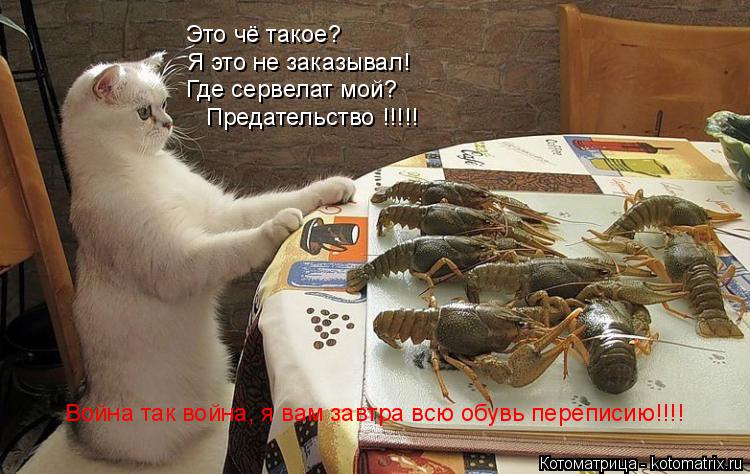 Котоматрица: Я это не заказывал! Где сервелат мой? Предательство !!!!! Это чё такое? Война так война, я вам завтра всю обувь переписию!!!!