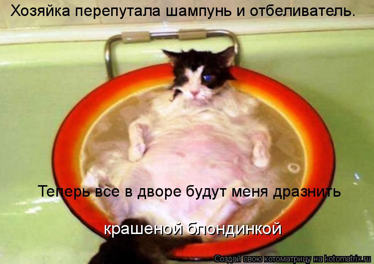 Котоматрица: Хозяйка перепутала шампунь и отбеливатель. Теперь все в дворе будут меня дразнить крашеной блондинкой