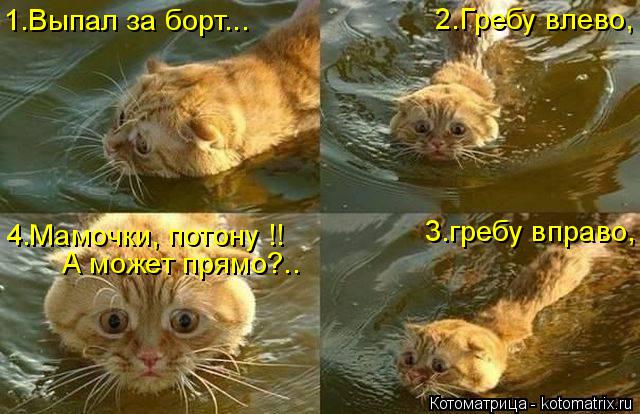 Котоматрица: А может прямо?.. 4.Мамочки, потону !! 3.гребу вправо, 1.Выпал за борт... 2.Гребу влево,