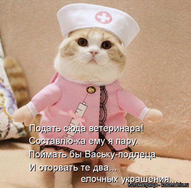 Котоматрица: Подать сюда ветеринара! Составлю-ка ему я пару. Поймать бы Ваську-подлеца И оторвать те два...  елочных украшения...