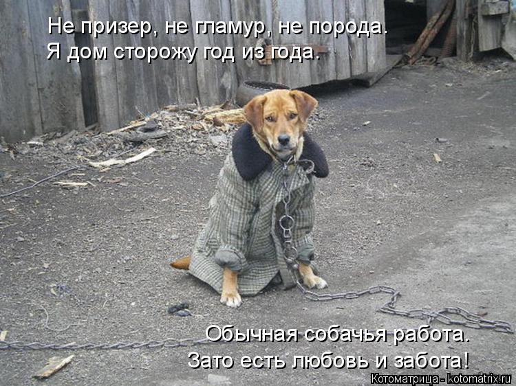 Котоматрица: Не призер, не гламур, не порода. Я дом сторожу год из года. Обычная собачья работа. Зато есть любовь и забота!