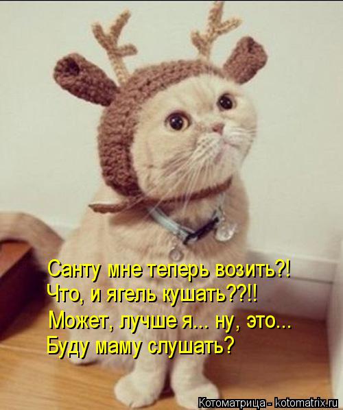 Котоматрица: Санту мне теперь возить?! Что, и ягель кушать??!! Может, лучше я... ну, это... Буду маму слушать?