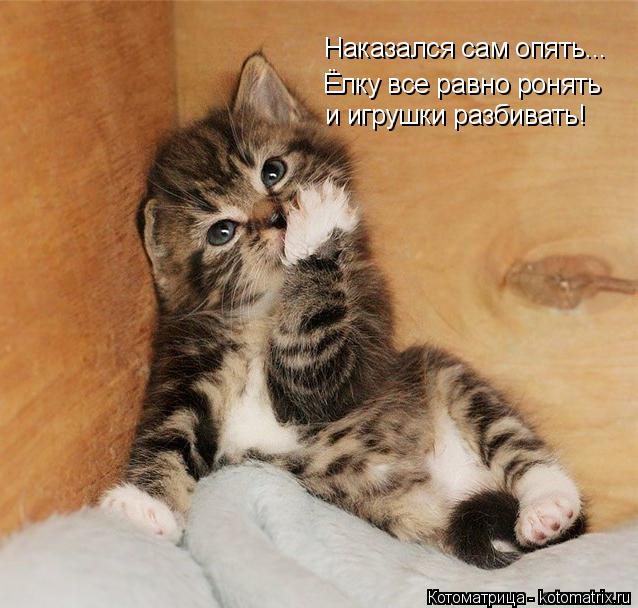 Котоматрица: Наказался сам опять... Ёлку все равно ронять  и игрушки разбивать!