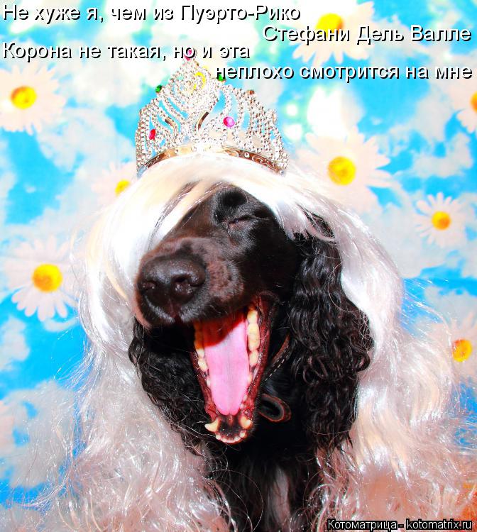 Котоматрица: Не хуже я, чем из Пуэрто-Рико Стефани Дель Валле Корона не такая, но и эта неплохо смотрится на мне