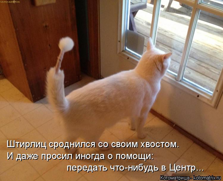 Котоматрица: Штирлиц сроднился со своим хвостом. И даже просил иногда о помощи: передать что-нибудь в Центр...