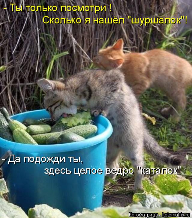Котоматрица: - Ты только посмотри ! Сколько я нашёл "шуршалок"! - Да подожди ты, здесь целое ведро "каталок"