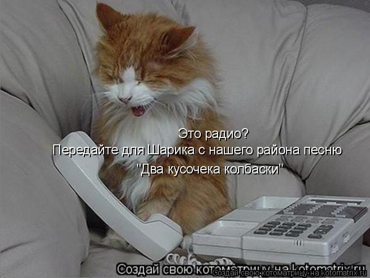 Котоматрица: Это радио? Передайте для Шарика с нашего района песню "Два кусочека колбаски"