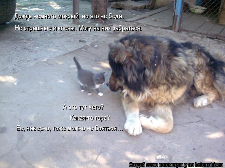 Котоматрица: А это тут чего?  Какая-то гора? Ее, наверно, тоже можно не бояться… Дождь немного мокрый, но это не беда. Не страшные и клены. Могу на них забра