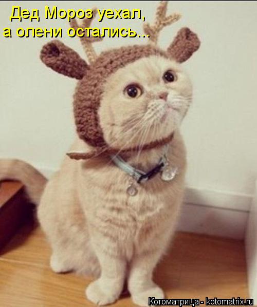 Котоматрица: Дед Мороз уехал, а олени остались...