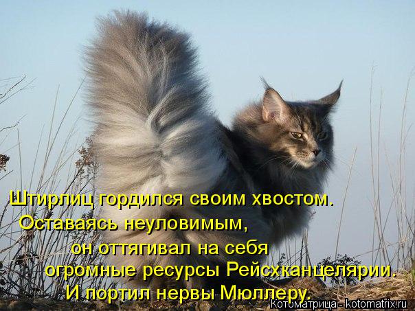 Котоматрица: Штирлиц гордился своим хвостом. Оставаясь неуловимым, он оттягивал на себя  И портил нервы Мюллеру. огромные ресурсы Рейсхканцелярии.