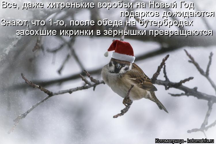 Котоматрица: Все, даже хитренькие воробьи на Новый Год подарков дожидаются Знают, что 1-го, после обеда на бутербродах засохшие икринки в зёрнышки превра