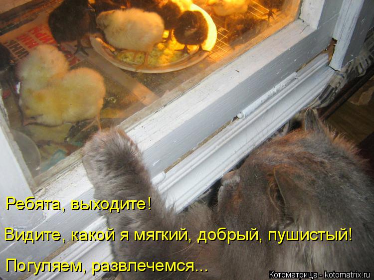 Котоматрица: Ребята, выходите! Видите, какой я мягкий, добрый, пушистый! Погуляем, развлечемся...