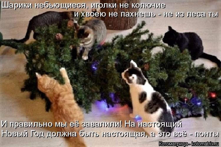 Котоматрица: Шарики небьющиеся, иголки не колючие и хвоею не пахнешь - не из леса ты Новый Год должна быть настоящая, а это всё - понты И правильно мы её за