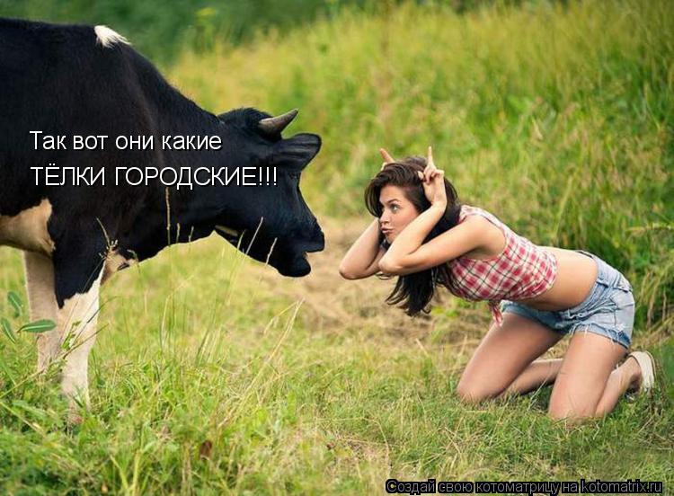 Котоматрица: Так вот они какие ТЁЛКИ ГОРОДСКИЕ!!!