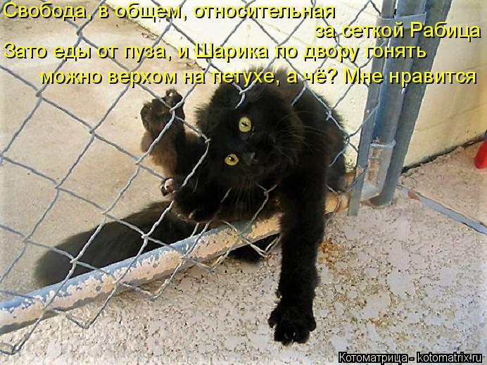 Котоматрица: Свобода, в общем, относительная за сеткой Рабица Зато еды от пуза, и Шарика по двору гонять можно верхом на петухе, а чё? Мне нравится