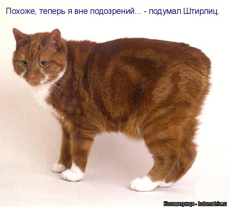 Котоматрица: Похоже, теперь я вне подозрений... - подумал Штирлиц.