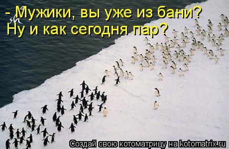 Котоматрица: - Мужики, вы уже из бани? Ну и как сегодня пар?
