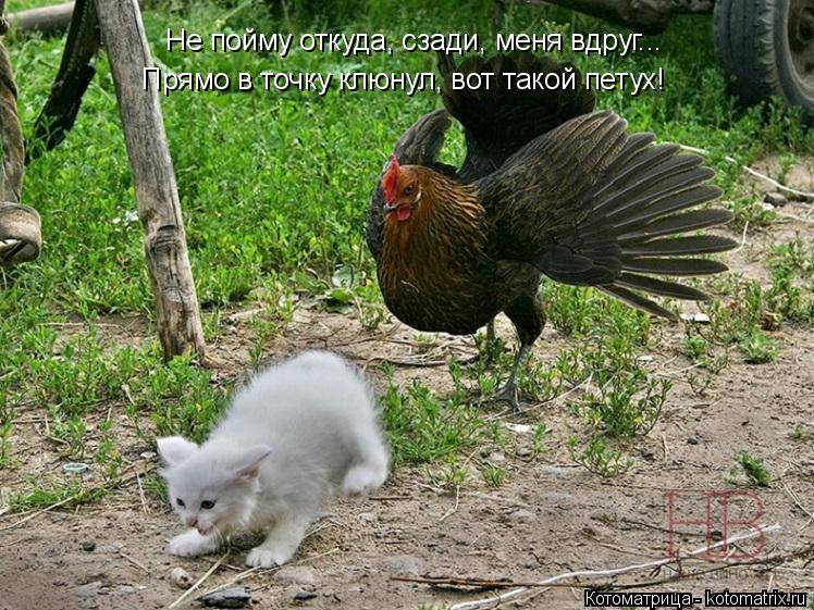 Котоматрица: Не пойму откуда, сзади, меня вдруг... Прямо в точку клюнул, вот такой петух!