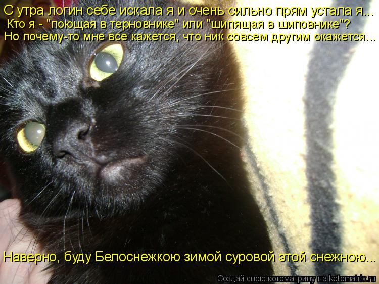 Котоматрица: С утра логин себе искала я и очень сильно прям устала я... Кто я - "поющая в терновнике" или "шипящая в шиповнике"? Но почему-то мне все кажется, 