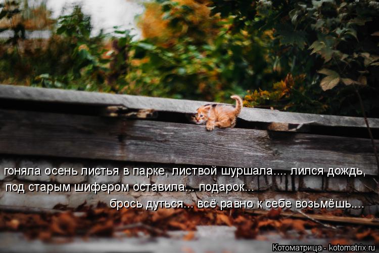 Котоматрица: гоняла осень листья в парке, листвой шуршала.... лился дождь, под старым шифером оставила... подарок... брось дуться... всё равно к себе возьмёшь