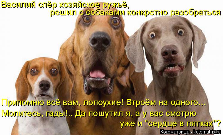 Котоматрица: Василий спёр хозяйское ружьё,  решил с собаками конкретно разобраться Припомню всё вам, лопоухие! Втроём на одного... Молитесь, гады!.. Да пош