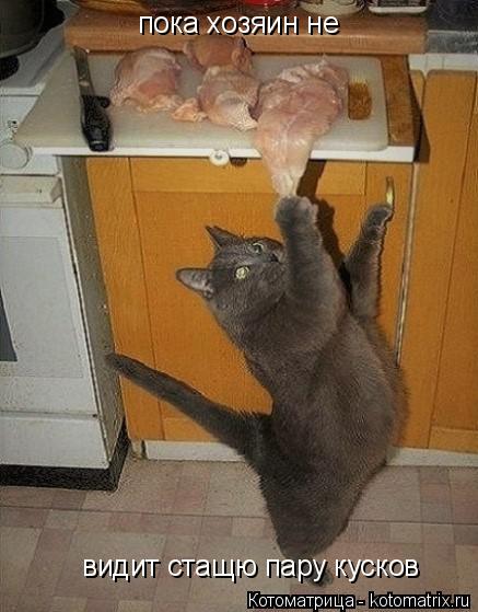 Котоматрица: пока хозяин не  видит стащю пару кусков