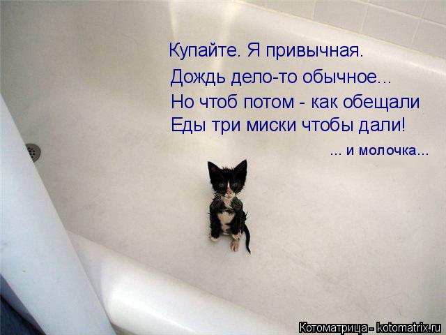 Котоматрица: Купайте. Я привычная. Дождь дело-то обычное... Но чтоб потом - как обещали Еды три миски чтобы дали! ... и молочка...
