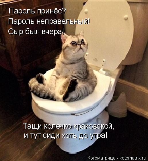 Котоматрица: Пароль принёс?  Пароль неправельный!  Сыр был вчера! Тащи колечко краковской,  и тут сиди хоть до утра!