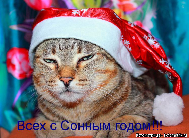 Котоматрица: Всех с Сонным годом!!!