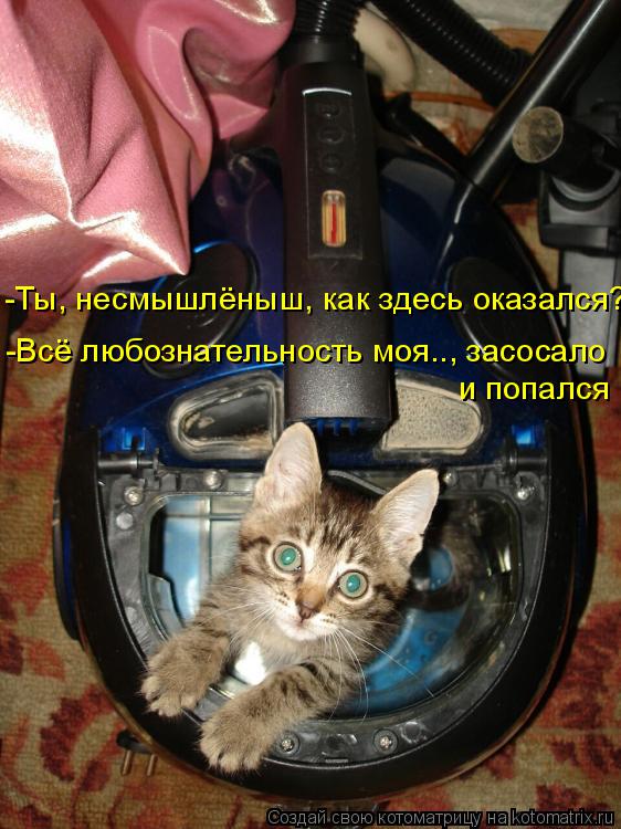 Котоматрица: -Ты, несмышлёныш, как здесь оказался? -Всё любознательность моя.., засосало и попался