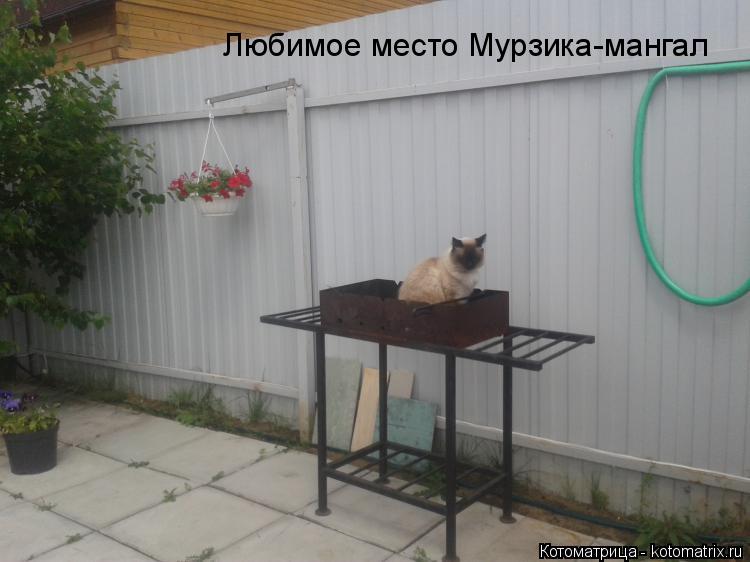 Котоматрица: Любимое место Мурзика-мангал