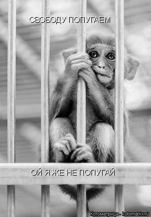Котоматрица: СВОБОДУ ПОПУГАЕМ ОЙ Я ЖЕ НЕ ПОПУГАЙ