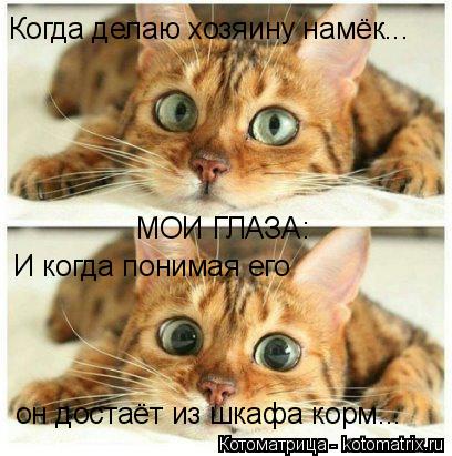 Котоматрица: МОИ ГЛАЗА: Когда делаю хозяину намёк... И когда понимая его  он достаёт из шкафа корм...