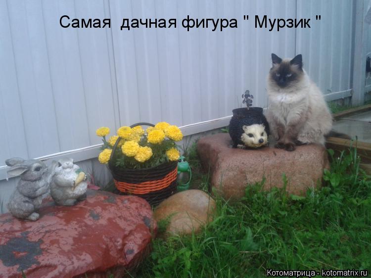 Котоматрица: Самая  дачная фигура " Мурзик "
