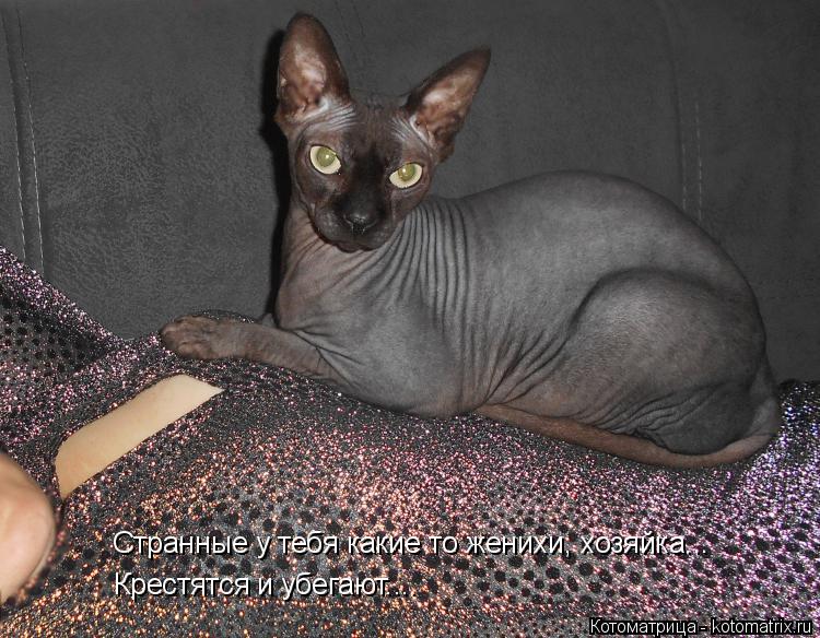 Котоматрица: Странные у тебя какие то женихи, хозяйка... Крестятся и убегают....