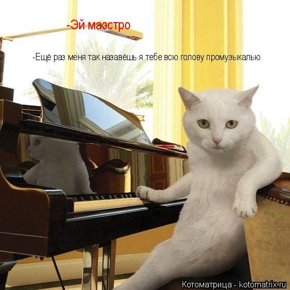 Котоматрица: -Эй маэстро -Ещё раз меня так назавёшь я тебе всю голову промузыкалью
