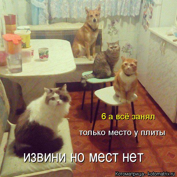 Котоматрица: извини но мест нет только место у плиты  6 а всё занял