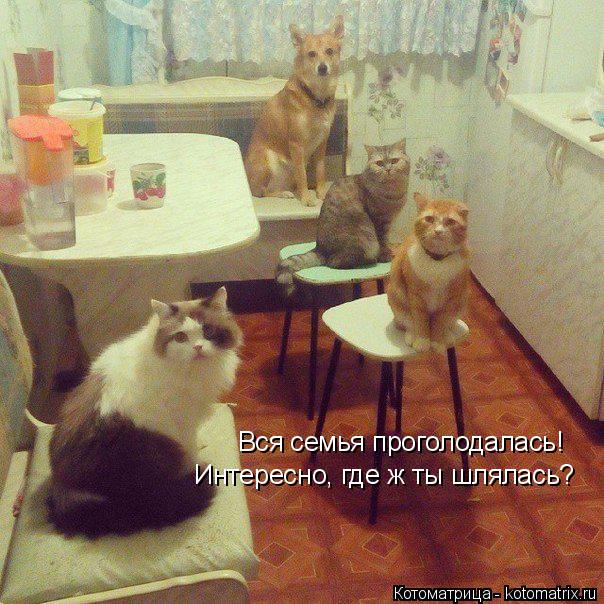 Котоматрица: Вся семья проголодалась! Интересно, где ж ты шлялась?