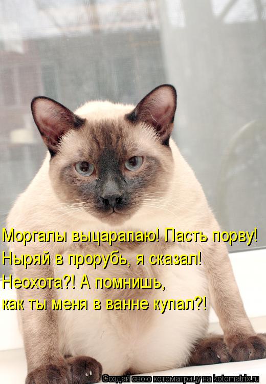 Котоматрица: Моргалы выцарапаю! Пасть порву! Ныряй в прорубь, я сказал! Неохота?! А помнишь, как ты меня в ванне купал?!