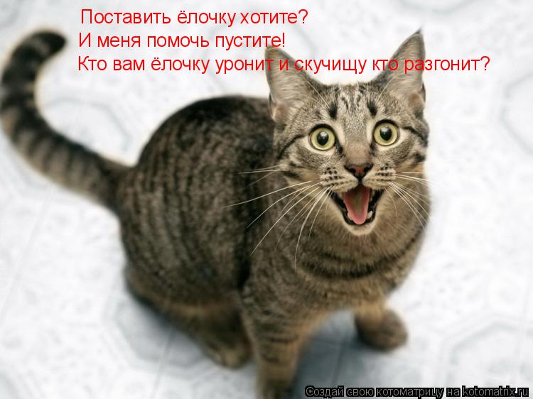 Котоматрица: Поставить ёлочку хотите? И меня помочь пустите! Кто вам ёлочку уронит и скучищу кто разгонит?