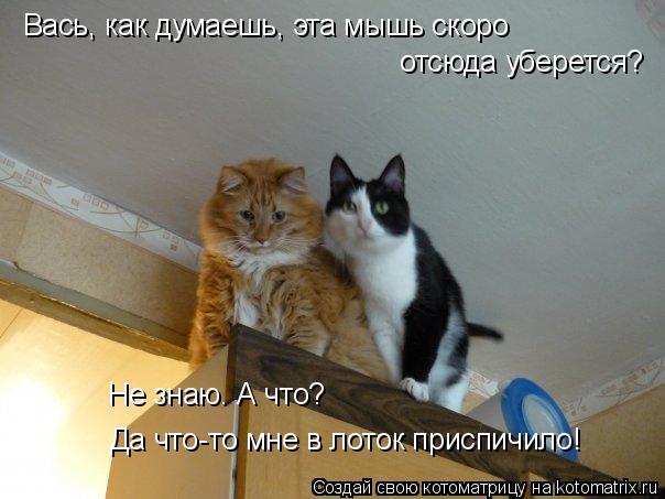 Котоматрица: Вась, как думаешь, эта мышь скоро  отсюда уберется? Не знаю. А что? Да что-то мне в лоток приспичило!