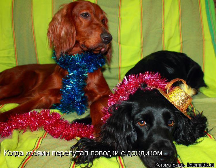 Котоматрица: Когда хозяин перепутал поводки с дождиком