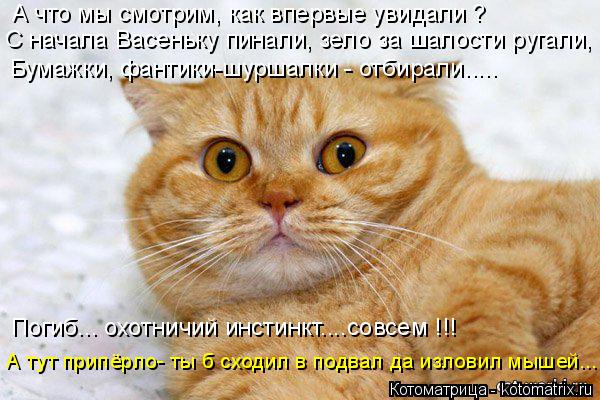 Котоматрица: А что мы смотрим, как впервые увидали ? С начала Васеньку пинали, зело за шалости ругали, Бумажки, фантики-шуршалки - отбирали..... Погиб... охот